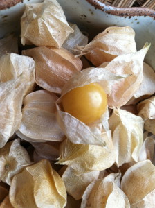 Ground cherry--photo copyright Anne Underwood Enslow