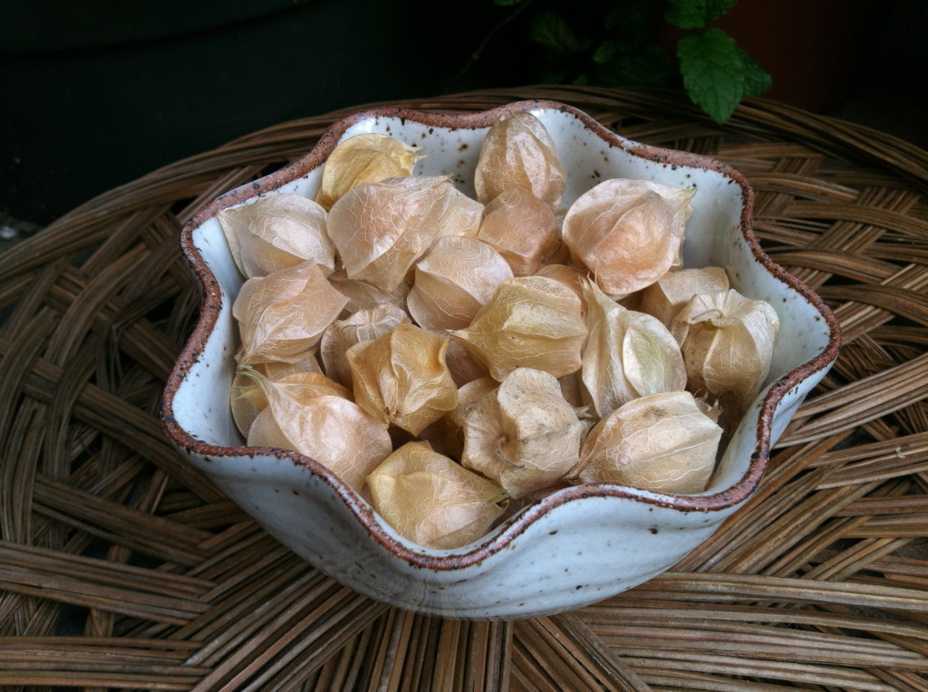 Ground cherries close up--photo copyright Anne Underwood Enslow