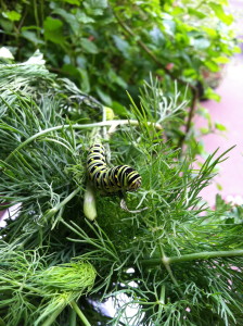 Exploring the new dill--photo copyright Anne Underwood Enslow