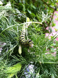 Exploring the new dill--photo copyright Anne Underwood Enslow