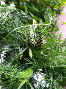 Caterpillar on new dill--photo copyright Anne Underwood Enslow