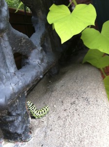 Pilly finds the railing--photograph copyright Anne Underwood Enslow