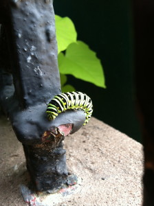 Pilly on the railing--photograph copyright Anne Underwood Enslow