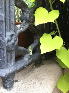 Pilly on the railing--photograph copyright Anne Underwood Enslow