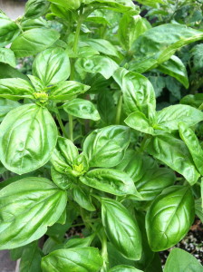 Genovese basil--photo copyright Anne Underwood Enslow