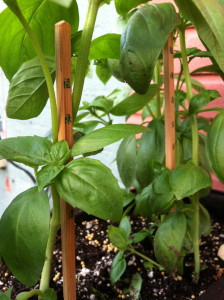 Genovese basil--photo copyright Anne Underwood Esnlow