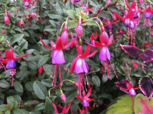 Ballerina Blaue fuchsia--photo copyright Anne Underwood Enslow