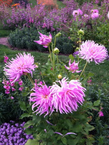 Mingus Gregory dahlias at Mohonk