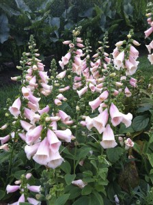 Foxglove at Mononk