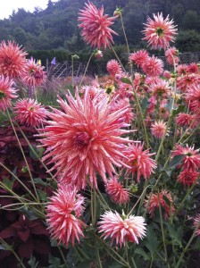 Serrano dahlia at Mohonk