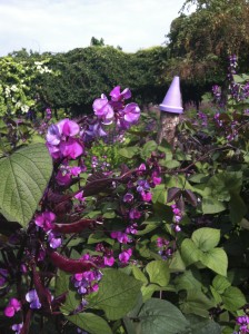 Purple hyacinth beans at Mononk