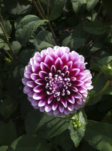 Edinburgh dahlia at Mohonk