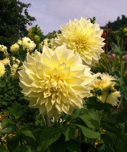 Kelvin Floodlight "dinner plate" dahlias at Mohonk