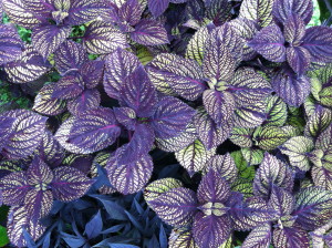 Fishnet Stockings coleus at Mohonk