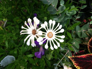 Vanilla spoon at Mohonk