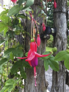 Ballerina Blau fuchsia at Mohonk--photo copyright Anne Underwood Enslow