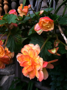 Sentimental Sunrise begonias at Mohonk