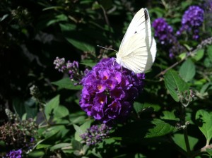 Cabbage white butterfly on butterfly bush--photo copyright Anne Underwood Enslow