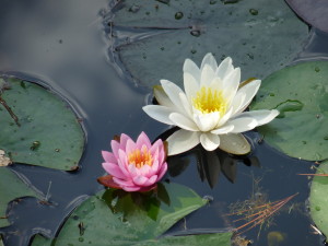 Water lilies on the lily pond at Mohonk--photo copyright Anne Underwood Enslow