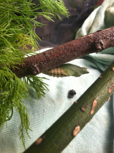 Black swallowtail chrysalis--photo copyright Anne Underwood Enslow