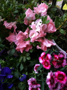 Dianthus, azalea, pansy--photo copyright Anne Underwood Enslow