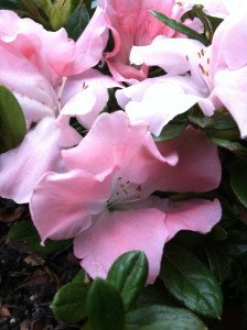 Autumn Debutante azalea--photo copyright Anne Underwood Enslow