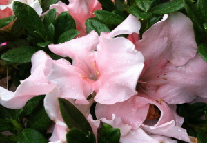 Autumn Debutante azalea--photo copyright Anne Underwood Enslow