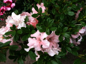 Autumn Debutante azalea--photo copyright Anne Underwood Enslow