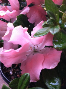 Autumn Debutante azalea--photo copyright Anne Underwood Enslow