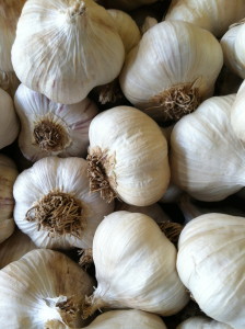 French red garlic--photo copyright Anne Underwood Enslow