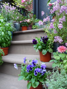 Stoop garden--photo copyright Anne Underwood Enslow