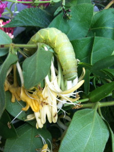 Hemaris thysbe caterpillar--photo copyright Anne Underwood Enslow