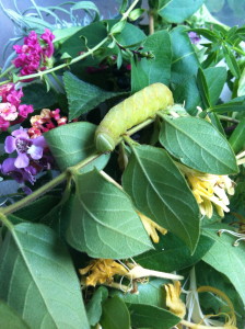 Hemaris thysbe caterpillar--photo copyright Anne Underwood Enslow