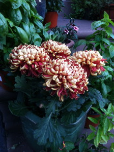 Football chrysanthemum--photo copyright Anne Underwood Enslow