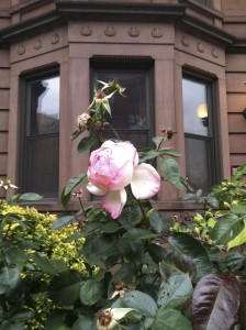 Last rose of summer--photo copyright Anne Underwood Enslow