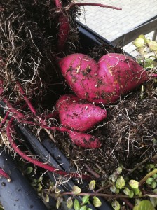 Sweet potatoes--photo copyright Anne Underwood Enslow