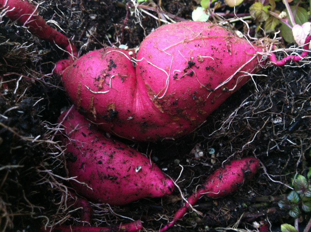 Sweet potatoes from decorative vines--photo copyright Anne Underwood Enslow