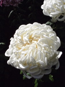 Incurve chrysanthemum at the NYBG--photo copyright Anne Udnerwood Enslow