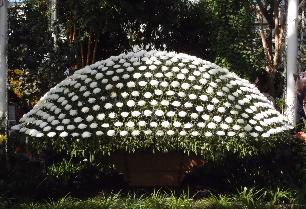 Ozukuri at the NYBG--photo copyright Anne Underwood Enslow