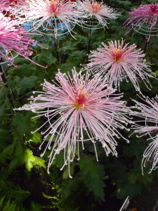 Spider mums at the NYBG--photo copyright Anne Underwood Enslow