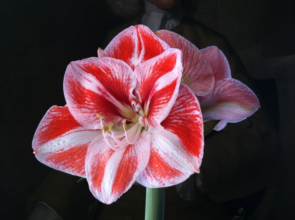 Amaryllis--photo copyright Anne Underwood Enslow