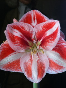 Amaryllis--photo copyright Anne Underwood Enslow