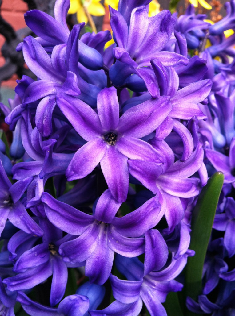 Hyacinth--photo copyright Anne Underwood Enslow