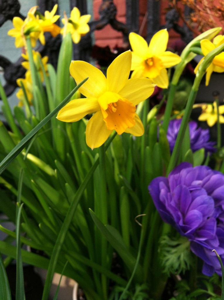 Narcissus--photo copyright Anne Underwood Enslow