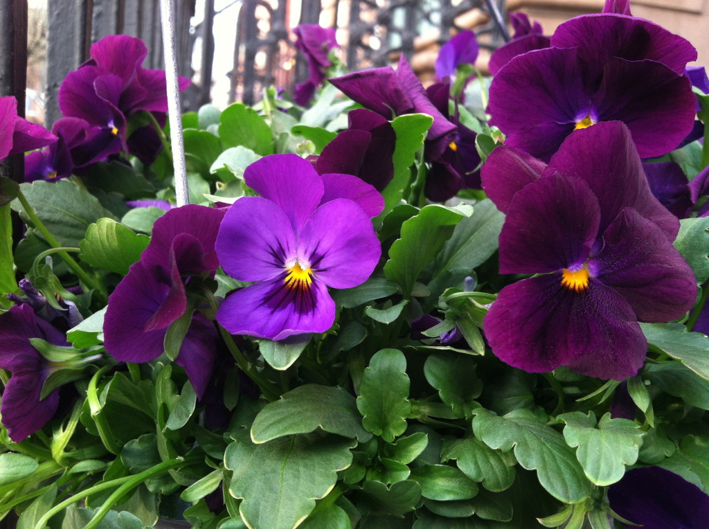 Pansies--photo copyright Anne Underwood Enslow