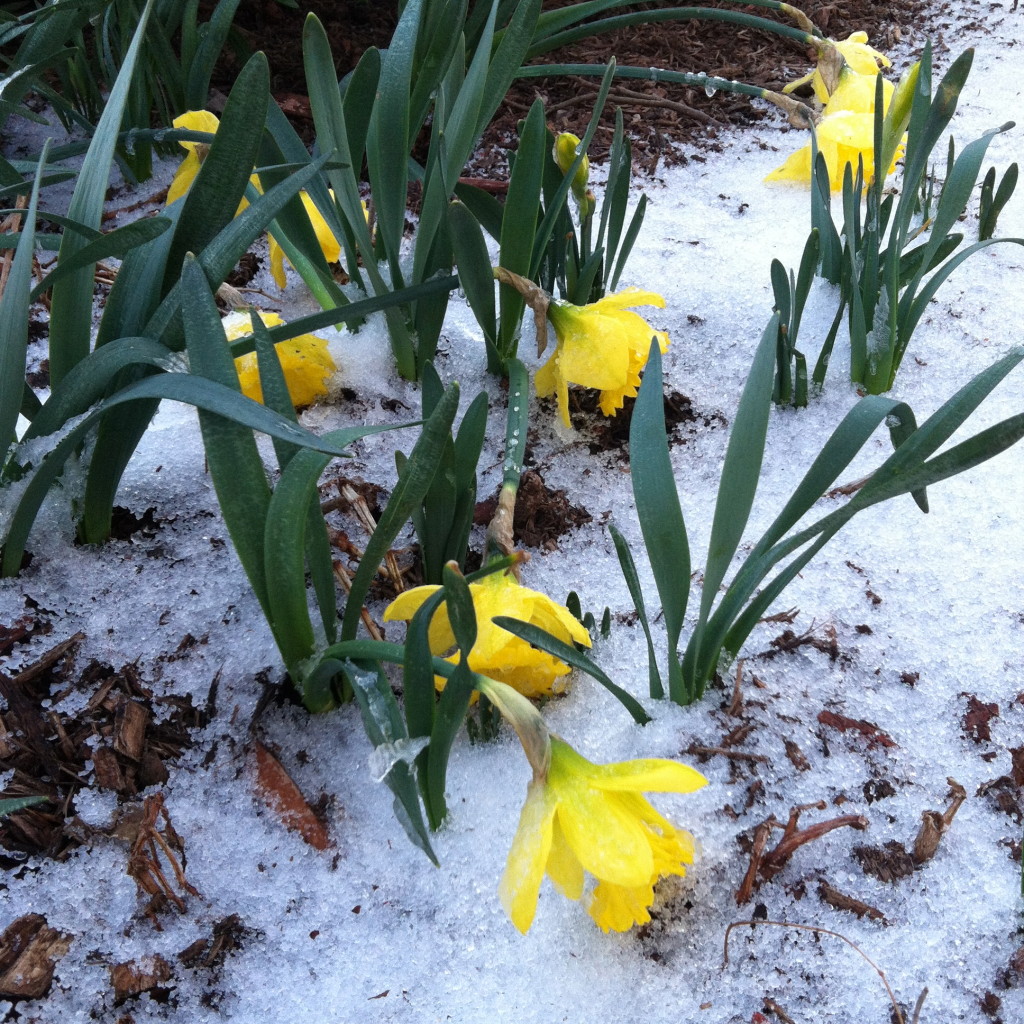 Daffodils in snow--photo copyright Anne Underwood Enslow