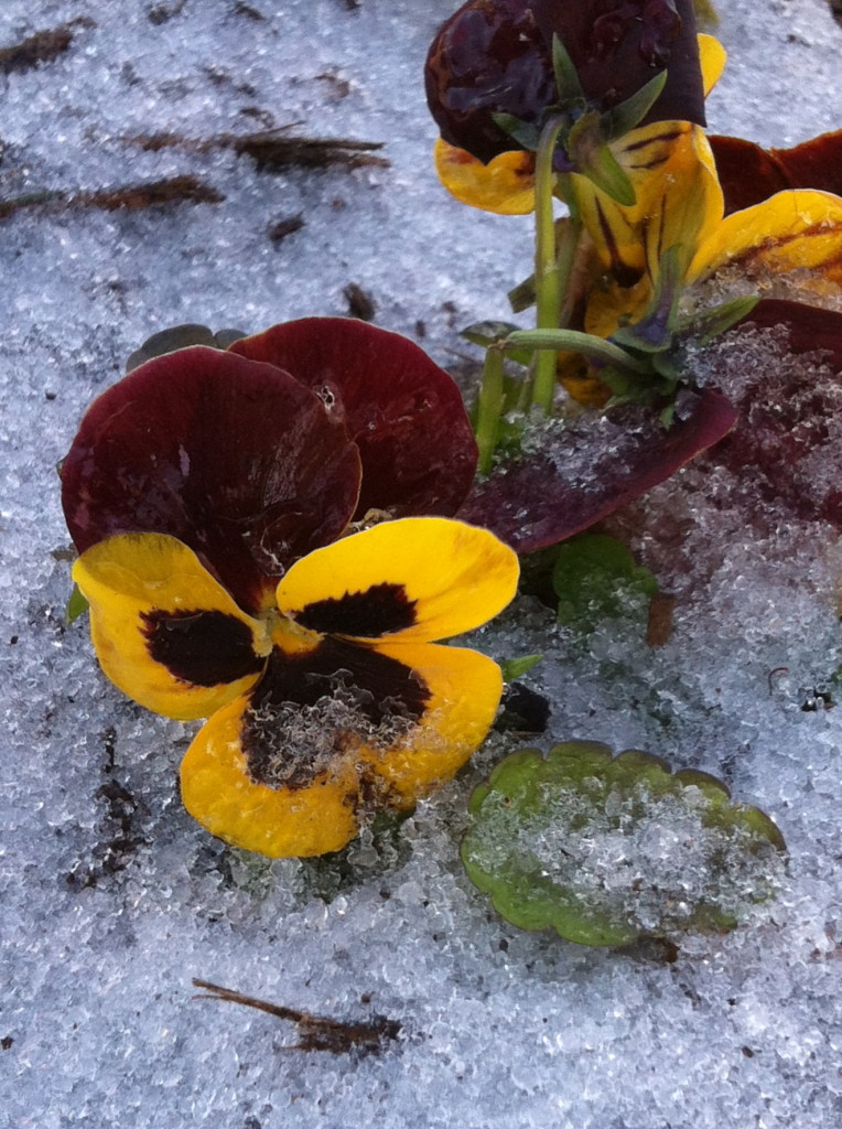 Pansies in snow--photo copyright Anne Underwood Enslow