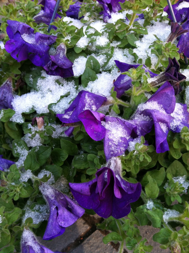 Petunias in snow--photo copyright Anne Underwood Enslow