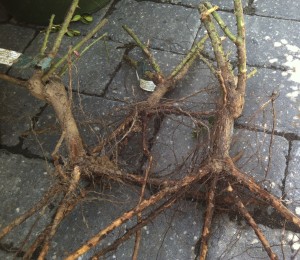 Bare roots roses from David Austin Roses--photo copyright Anne Underwood Enslow