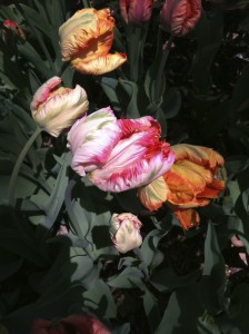 Tulips in Madison Square Park--photo copyright Anne Underwood Enslow